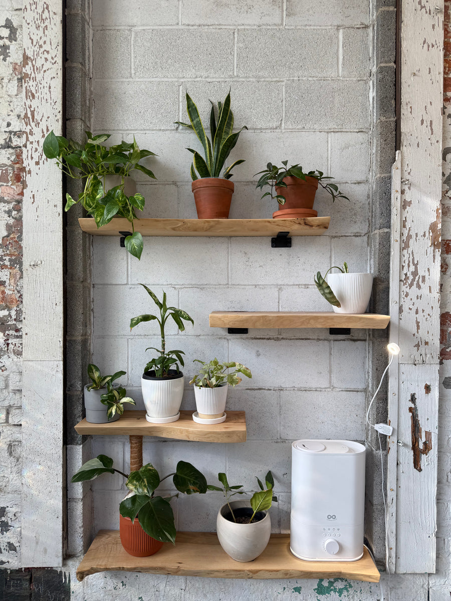 Sandtown Shelves- Ash (Live Edge)